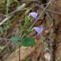 Strobilanthes cordifolia (Vahl) J.R.I.Wood